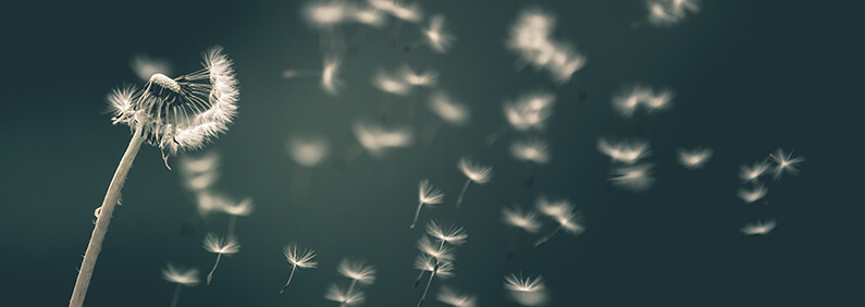 Pusteblume im Wind, deren Samen verweht werden